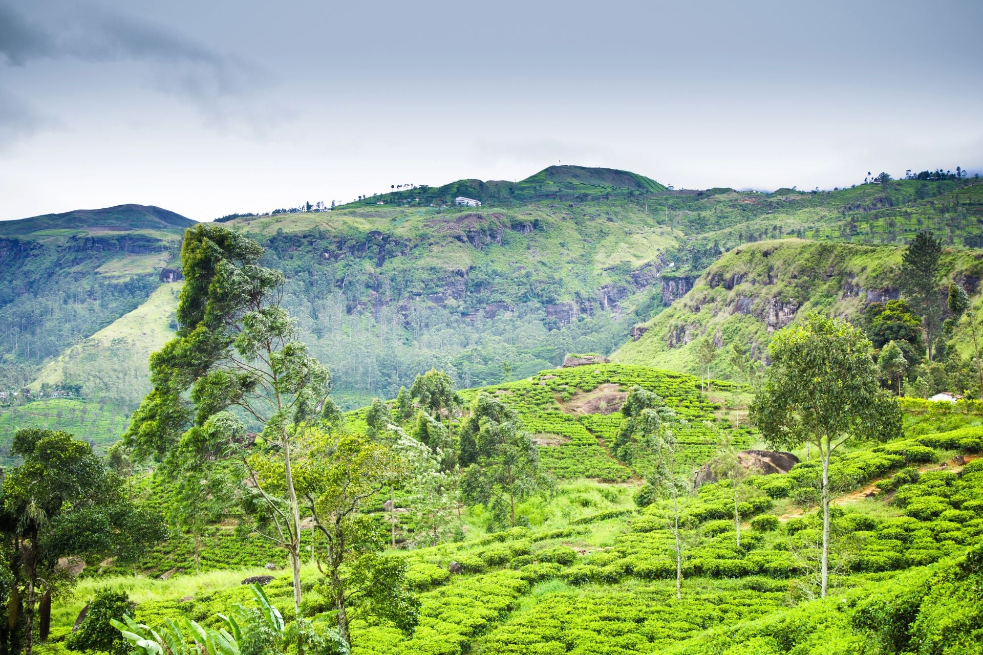 Load video: Ceylon Tea | Best Ceylon Tea | Pure Ceylon Tea