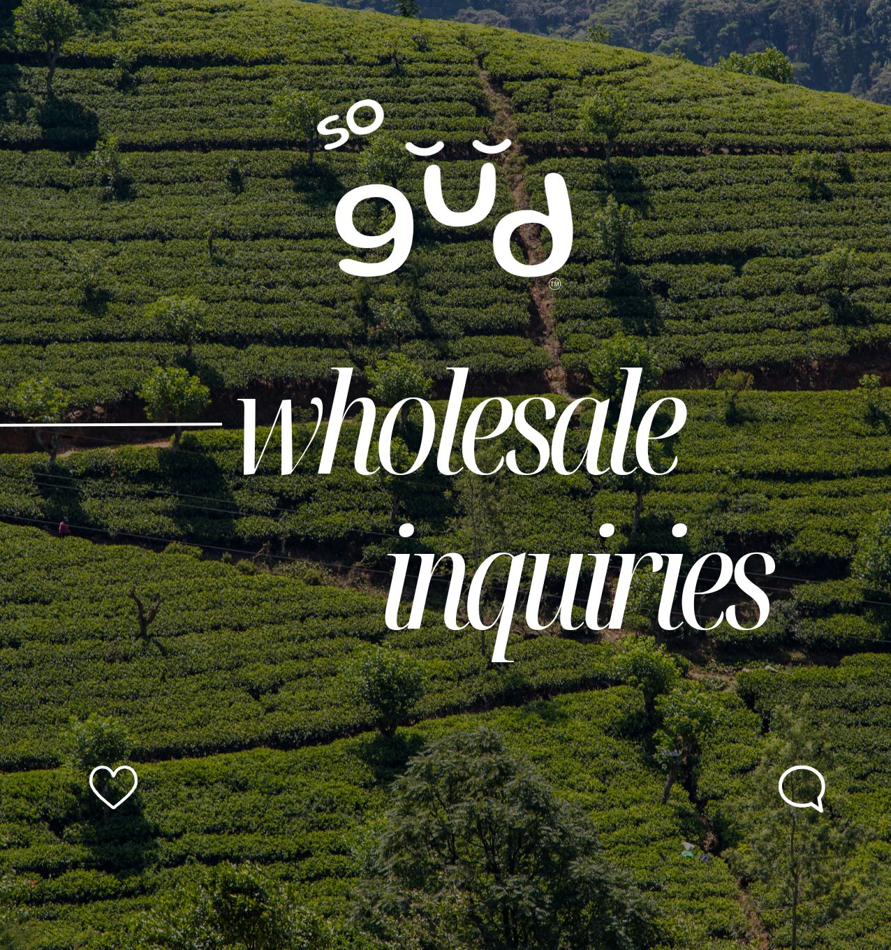 Wholesale Ceylon Tea